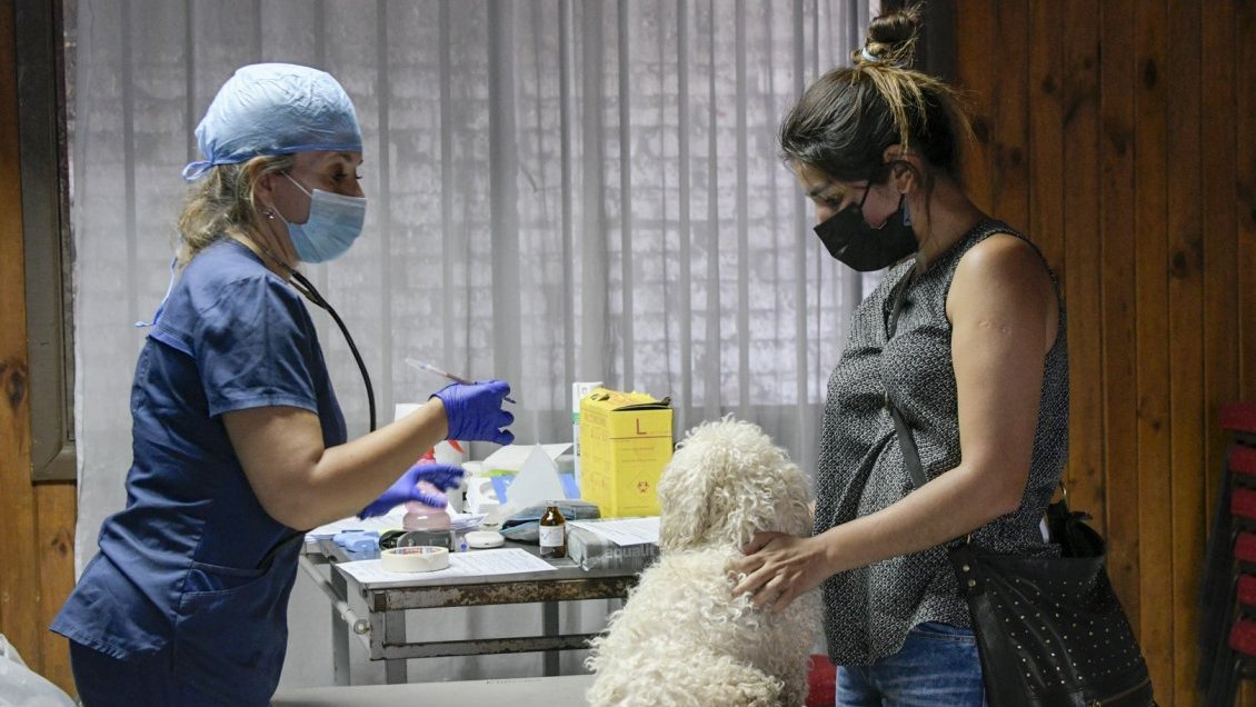 Chillán implantará más de 2.500 chips en mascotas en operativos de identificación