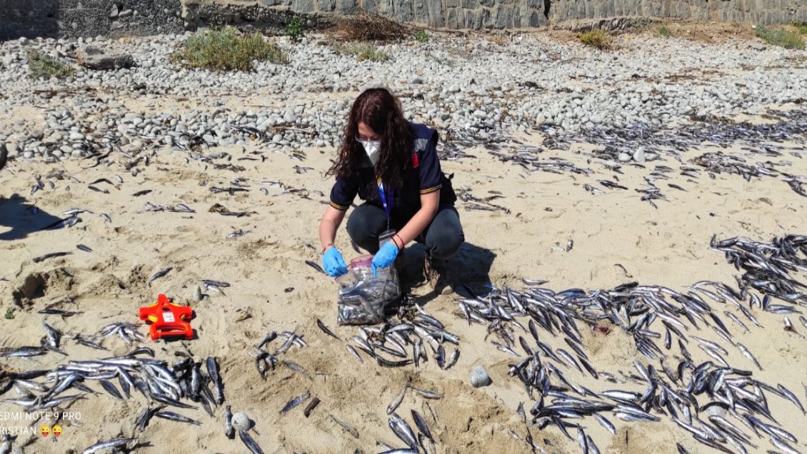 Falta de oxígeno parece ser la razón de las varazones masivas de anchovetas y pejerreyes en Biobío