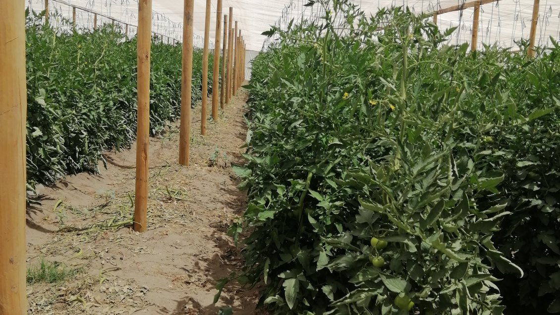 O'Higgins: Productores hortícolas recuperan invernaderos dañados tras lluvias en verano de 2021