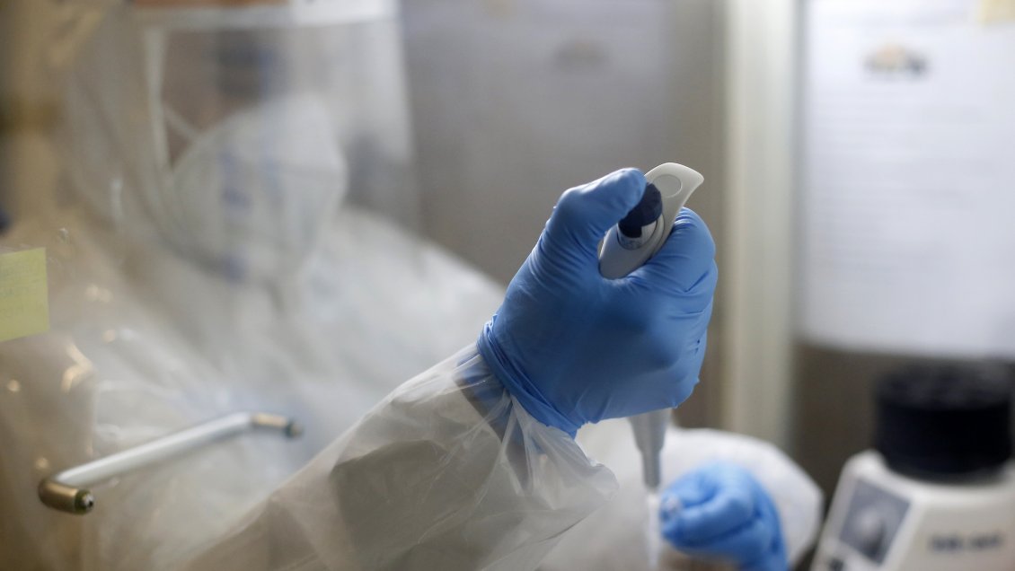 Como los humanos, las ratas son capaces de estimar la duración de sus actos