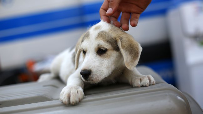 Las mascotas mejoran la salud cognitiva y reducen el riesgo de discapacidad, según estudios