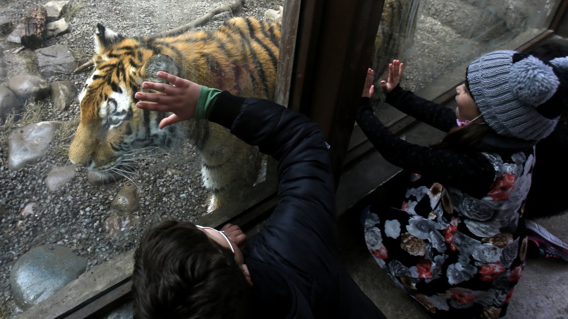 Comisión de la Convención decidió rechazar la idea de prohibir los zoológicos