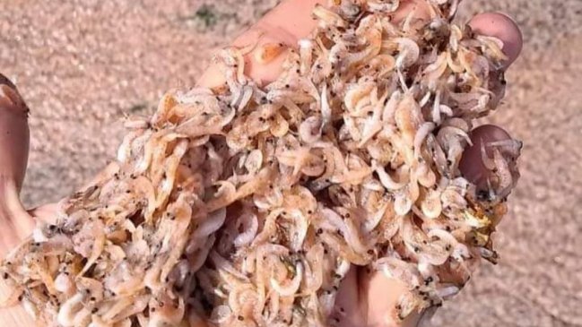 Aysén: Sernapesca investiga varazón masiva de krill en Raúl Marín Balmaceda