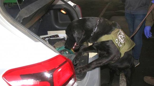 Paquete de drogas Concepción-Puerto Montt fue interceptado en Perquenco