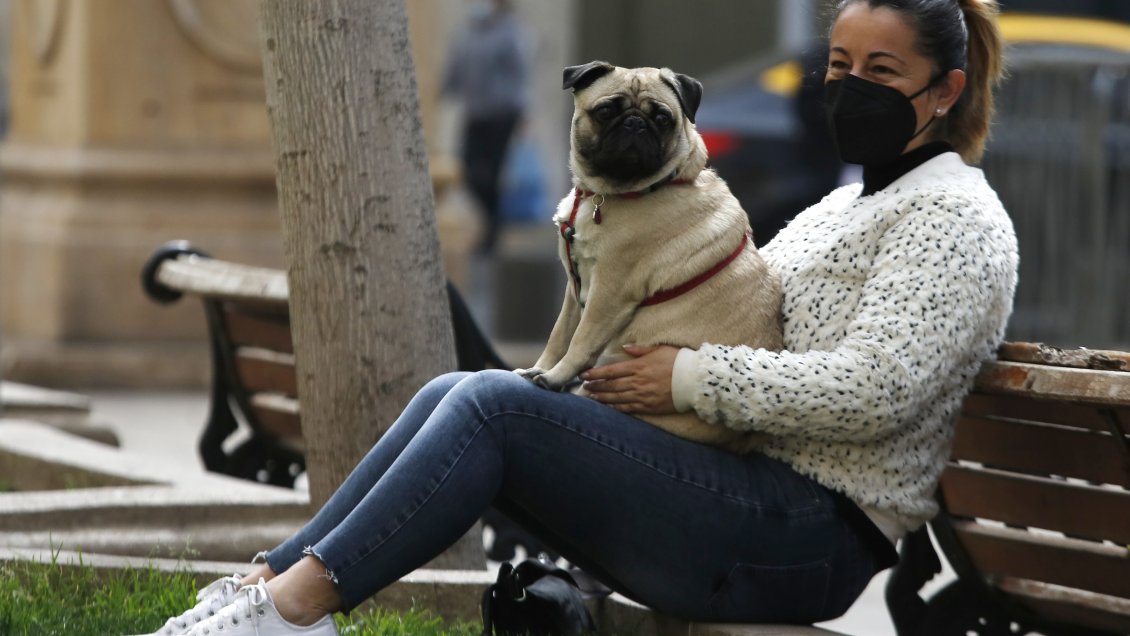 Los perros pueden mostrar duelo ante la muerte de su compañero canino