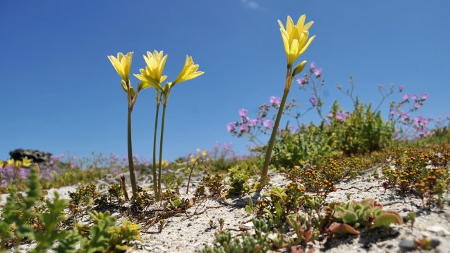 Iniciativa de colaboración busca potenciar paisajismo, áreas verdes y la flora local de Iquique