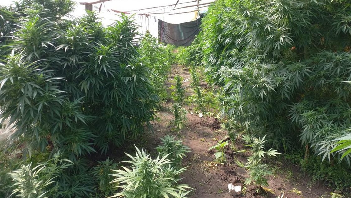 Incendio forestal dejó al descubierto plantación de marihuana en Angol