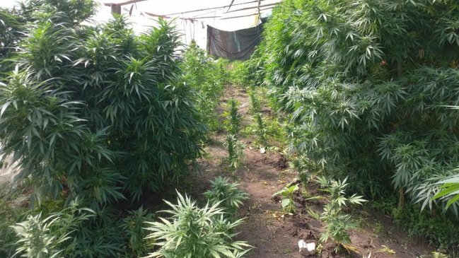 Incendio forestal dejó al descubierto plantación de marihuana en Angol