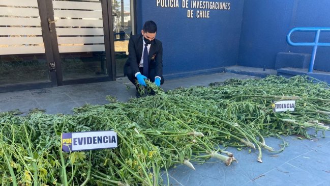 PDI descubrió plantación de marihuana equivalente a 41 mil dosis en predio de Coihueco