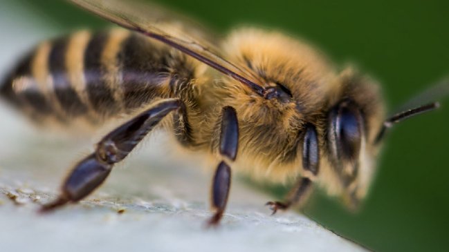 Investigan muerte de hombre por supuesta picadura de abeja en San Clemente