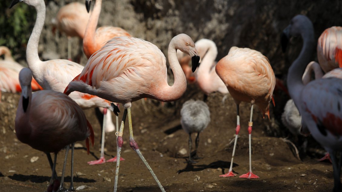 El cambio climático y la minería de litio afectan a los flamencos del salar de Atacama, según estudio