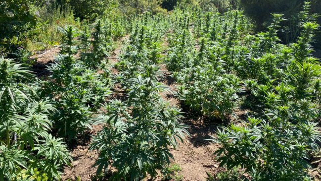 Incautan más de cuatro toneladas de marihuana desde precordillera de San Fernando