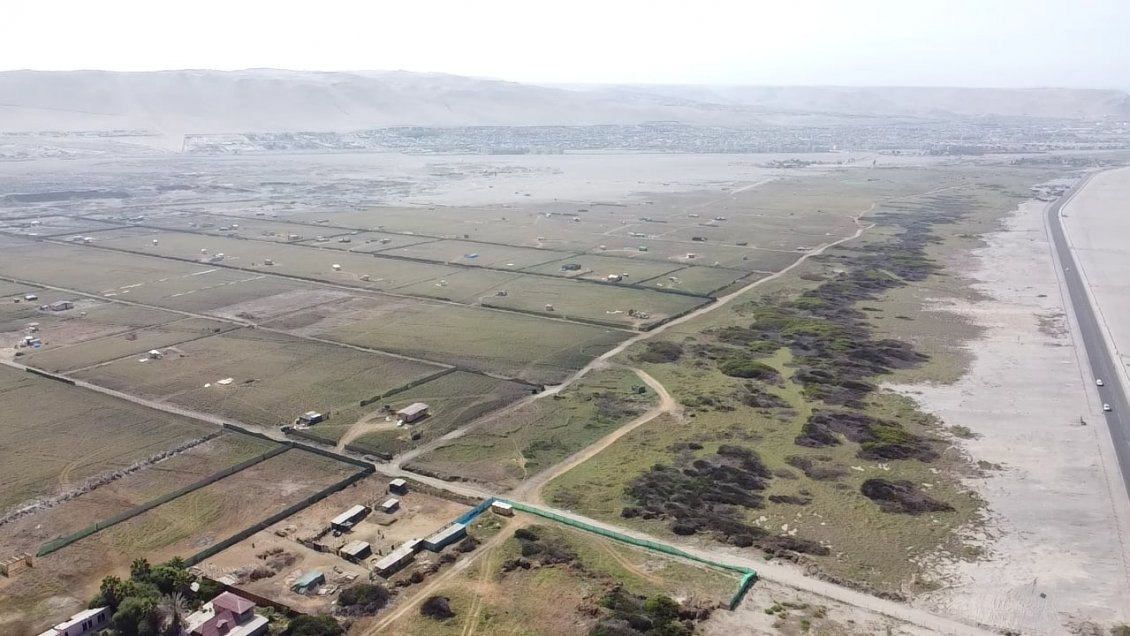 Polémica en Arica por toma ilegal en humedal del Río Lluta