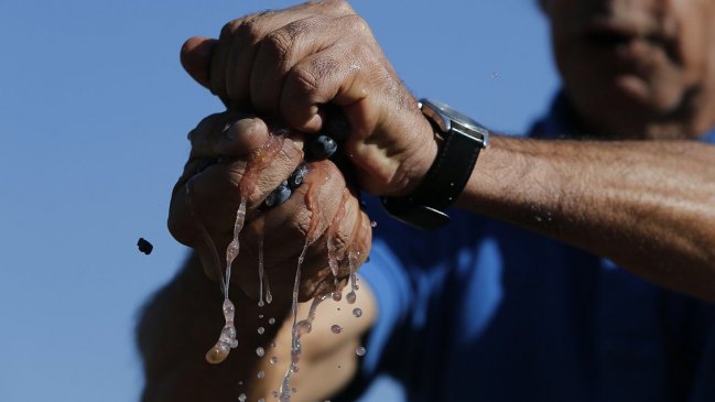 Viñateros frenan liberación de denominación de origen de cepas de vinos del Valle de Itata