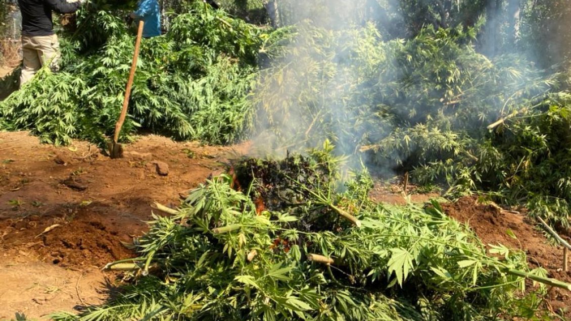 Detectan más de ocho mil plantas de marihuana en precordillera de San Fernando