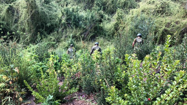 Encuentran más de tres mil plantas de marihuana en quebrada de Pichilemu