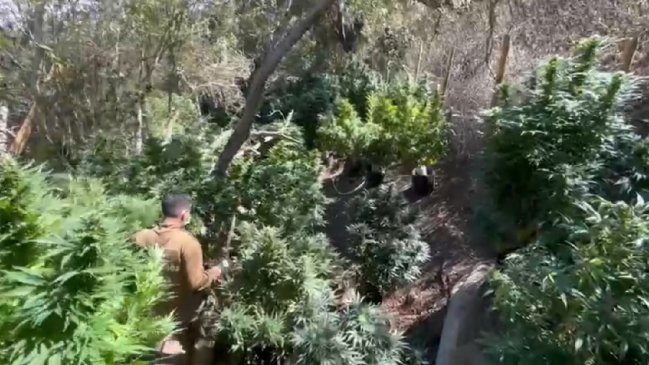 Carabineros decomisó 10 millones de dosis de marihuana en Canela