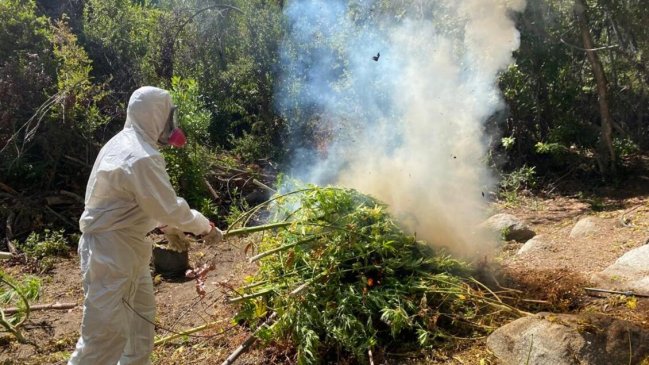 Carabineros decomisó más de 1.500 plantas de marihuana en Hijuelas y luego las quemó