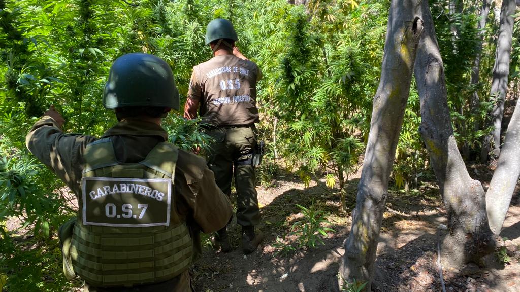Con arresto domiciliario quedó hombre que cultivó más de mil plantas de marihuana en parque La Campana