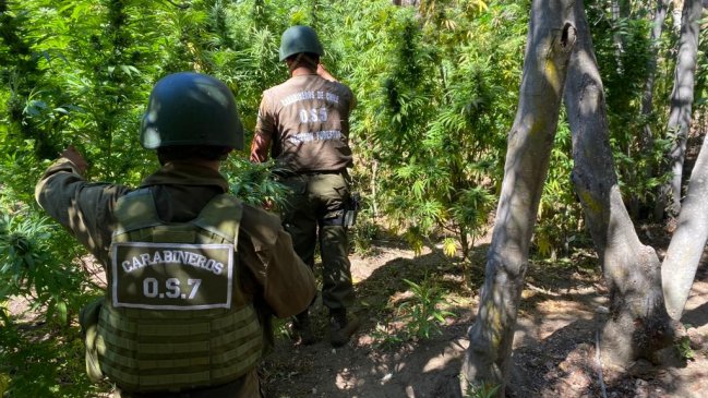 Con arresto domiciliario quedó hombre que cultivó más de mil plantas de marihuana en parque La Campana