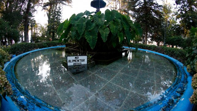 Insólito: Roban peces desde la pileta de la Plaza de Armas de Curicó