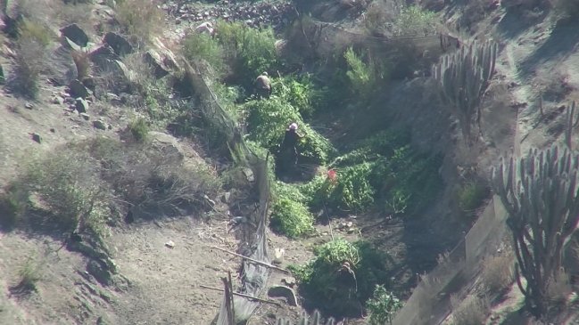 Decomisan mas de cuatro millones de dosis de marihuana en Ovalle