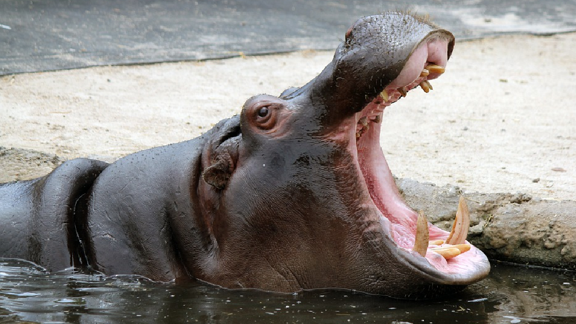 Los hipopótamos de Pablo Escobar fueron declarados especie invasora en Colombia