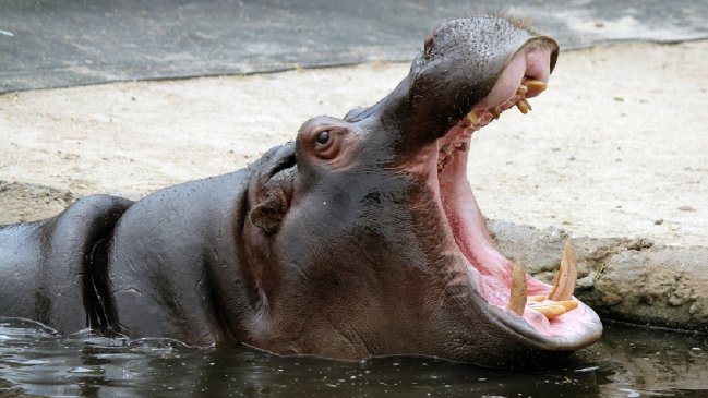 Los hipopótamos de Pablo Escobar fueron declarados especie invasora en Colombia