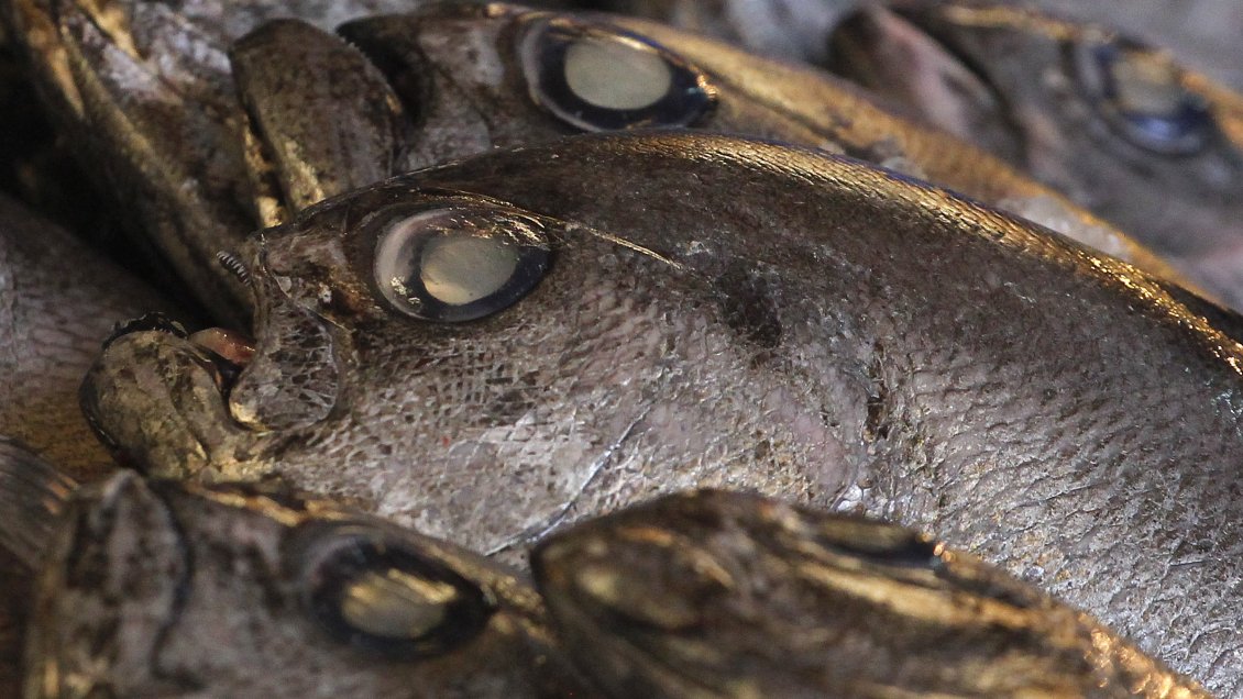 Se incautaron 5.437 kilos de recursos del mar ilegales en Los Lagos