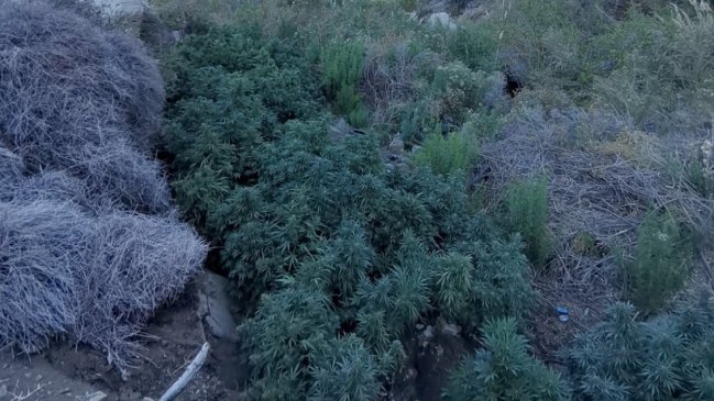 Descubren plantación de marihuana que era regada con agua desviada de una vertiente en Monte Patria