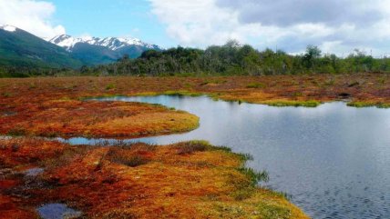  Avanza proyecto de ley que busca proteger las turberas  