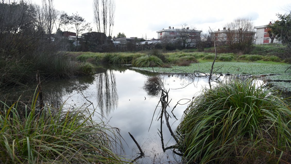 Nuevo humedal urbano de Temuco fue declarado zona protegida