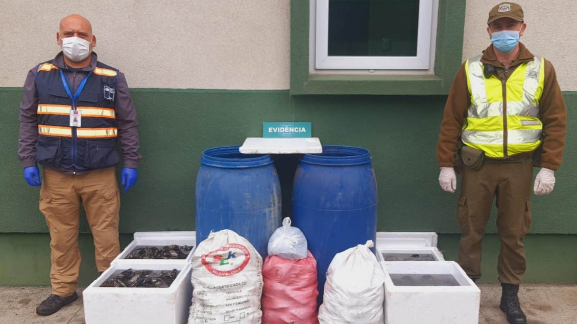 Carabineros decomisó 450 kilos de cholgas comercializadas irregularmente en feria de Lautaro