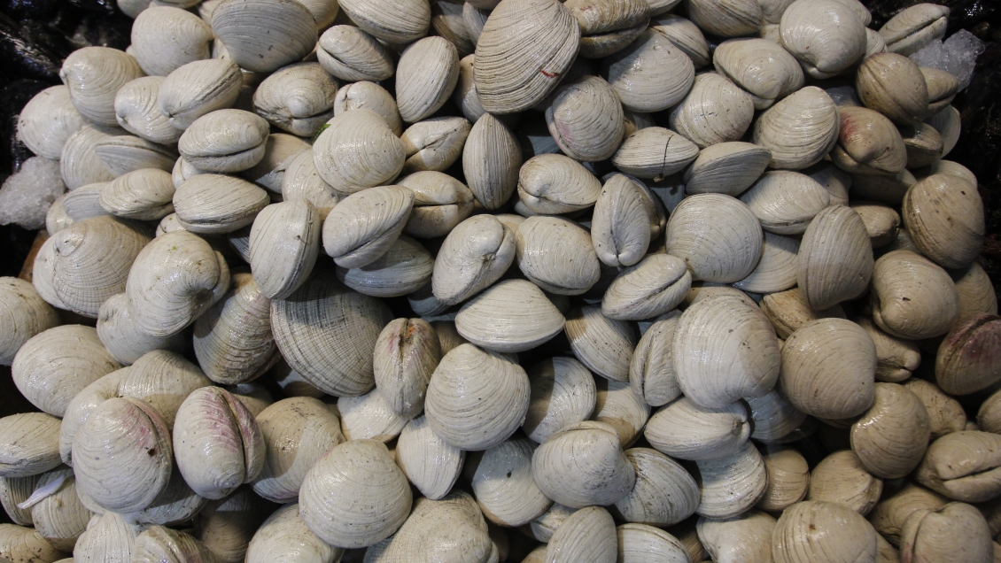 Autoridad marítima incautó 18 toneladas de almejas en Chiloé