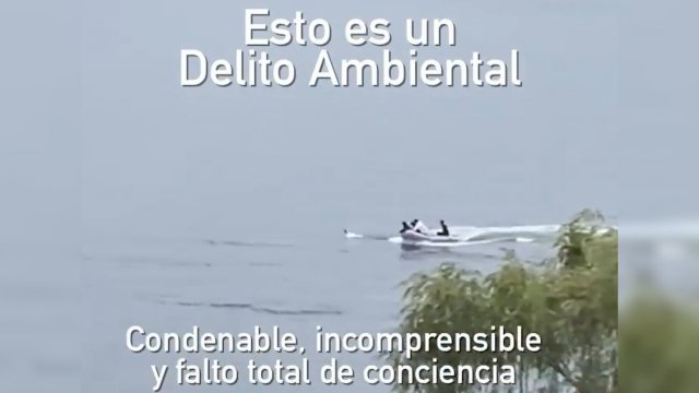 Sujetos a bordo de lancha atacaron a cisne en lago Vichuquén: Municipio denunciará ante Fiscalía