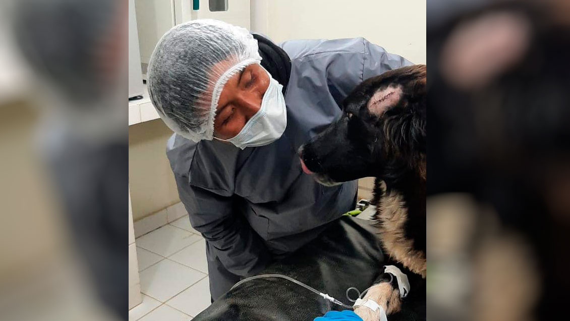 Se vistió de héroe: Perro salvó a su dueña de ser víctima de femicidio