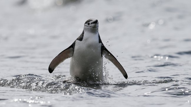 El hielo marino de la Antártica marca un récord de descenso histórico