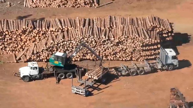 [video] Así Funciona El Robo De Madera En Arauco Cooperativa Cl