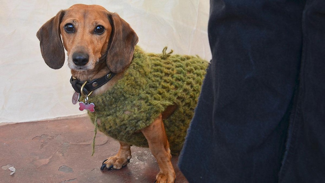 Consejos útiles para el frío: Cómo cuidar a perros y gatos de las bajas temperaturas