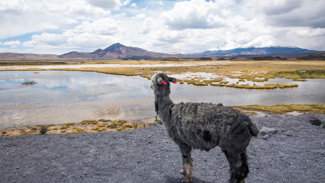 Conaf anunció acciones legales contra dos personas que hicieron rayados en Parque Nacional Lauca