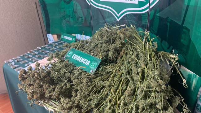 Sujeto traficaba droga en Viña del Mar usando una tienda de masajes como fachada