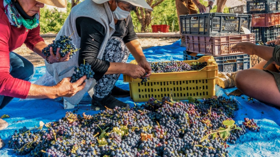 Agricultores de la zona se lucieron en la Fiesta de la vendimia 2022 en San Pedro de Atacama