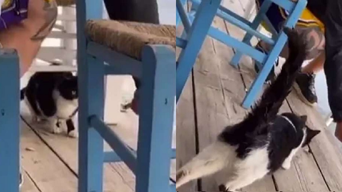 Horrible maltrato: Sujeto que pateó y tiró a un gato al mar arriesga hasta 10 años en prisión