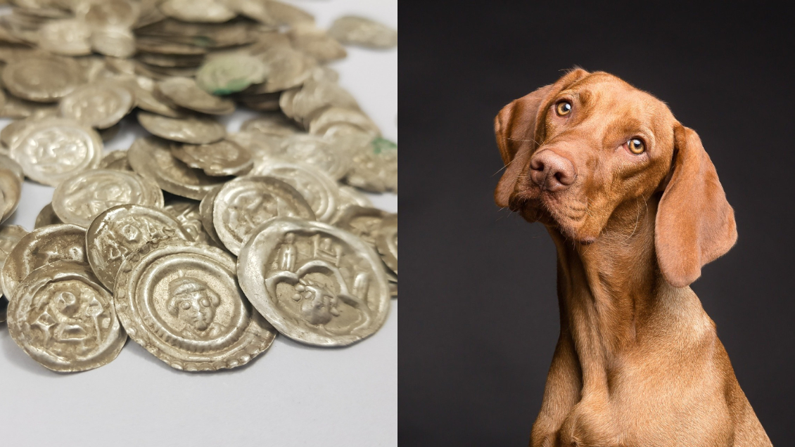 Perrito excavó en un camino y descubrió tesoro del siglo XIII