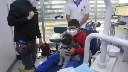   U. de Chile sumó perros a la atención odontológica de pacientes en situación de discapacidad 