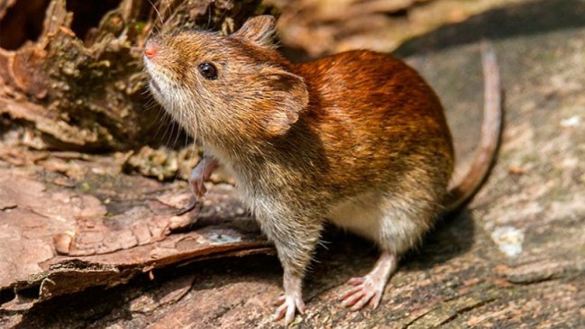 Hombre de 38 años es el tercer caso de virus hanta del año en Ñuble