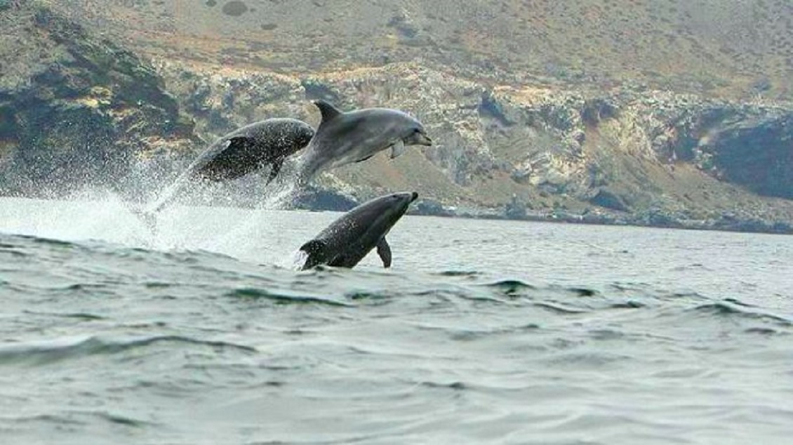 Cambio climático generará desaparición de especies en la Región de Coquimbo
