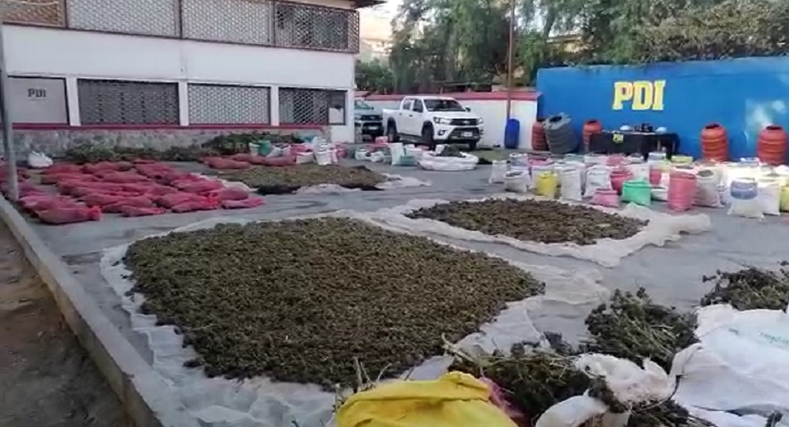 PDI decomisó dos millones de dosis de marihuana en la Región de Coquimbo