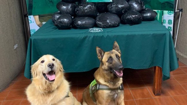 Perros policiales detectaron más de 20 kilos de marihuana en maletero de vehículo fiscalizado en Concón