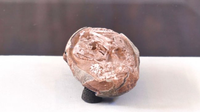 China encuentra el embrión de hadrosáurido mejor conservado hasta la fecha